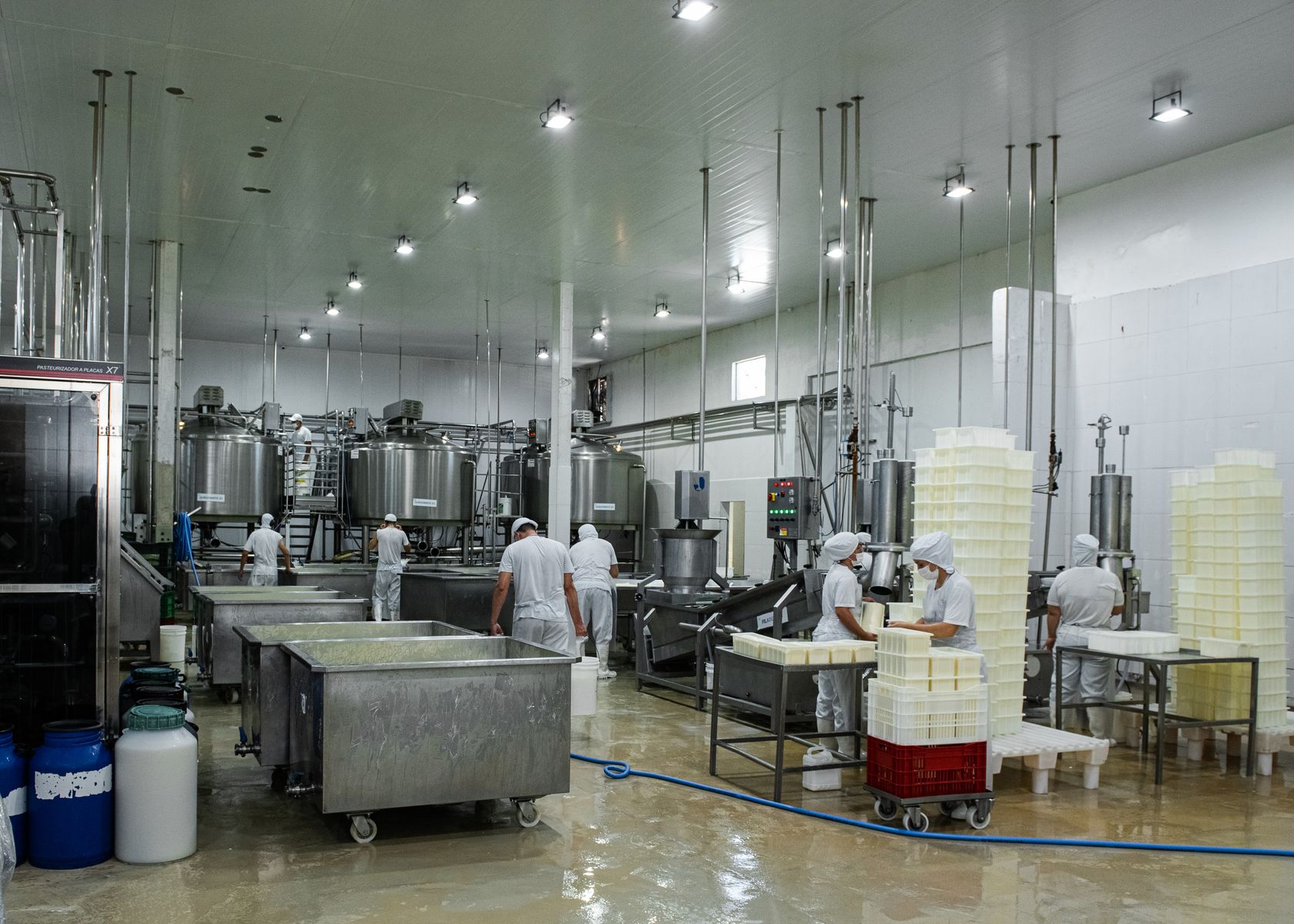 Equipe de produção manuseando queijo na linha de fabricação.