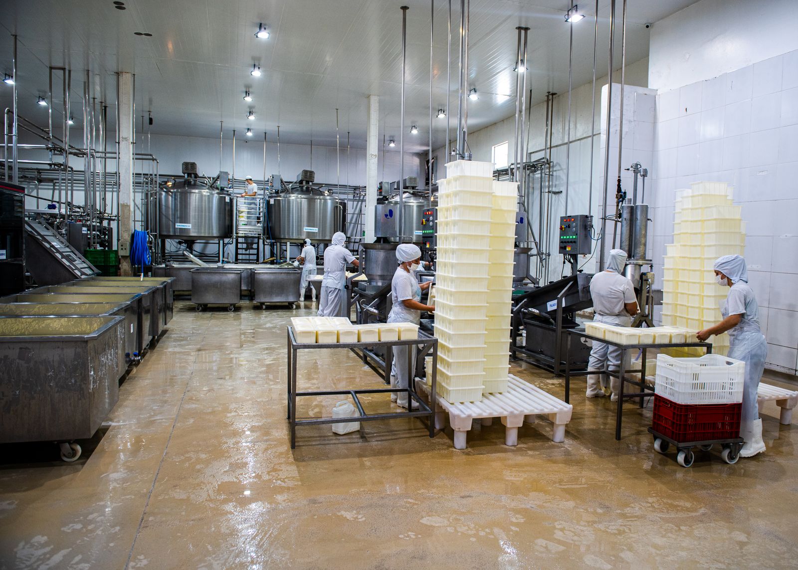 Equipe organizando os blocos de queijo recém-produzidos, dentro dos procedimentos de boas práticas de fabricação.